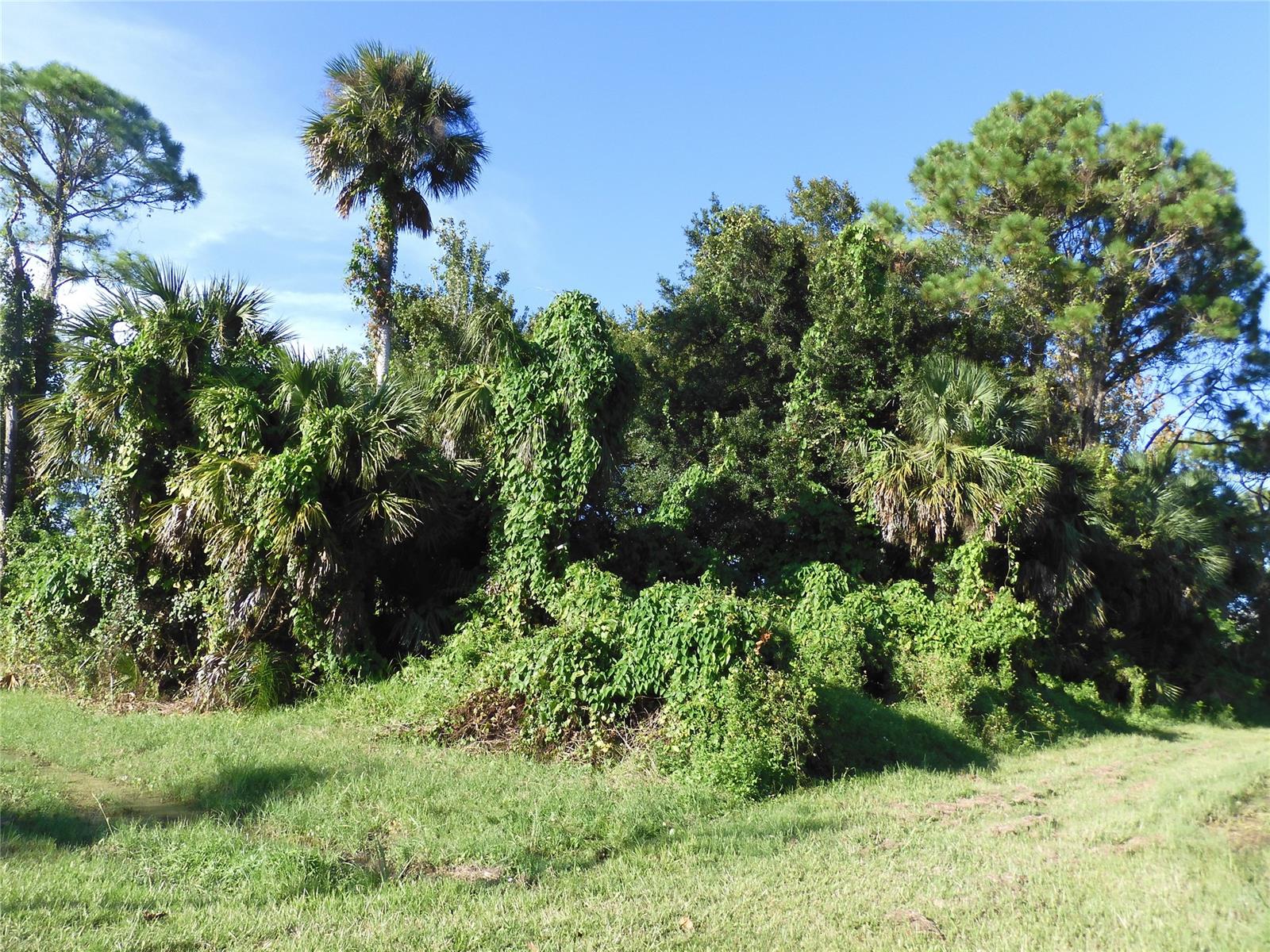 Florida Shores 01 - Land