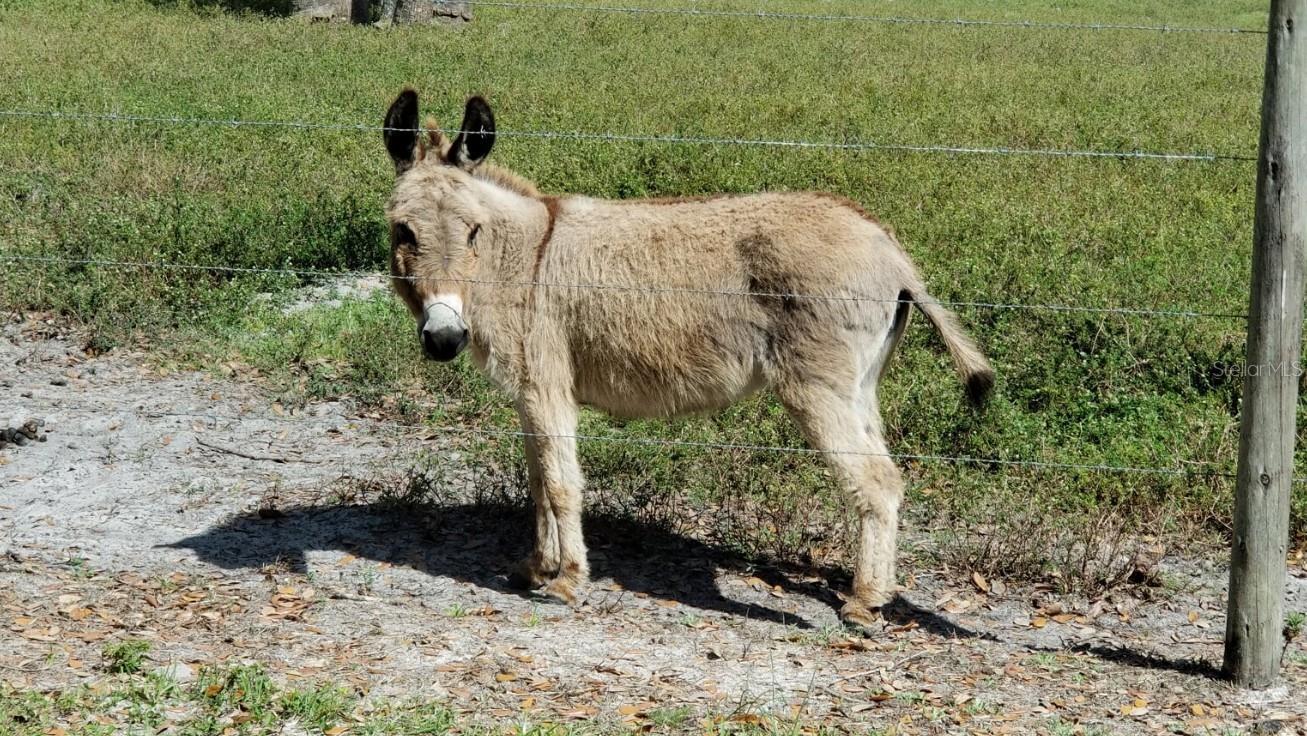 RIVER RANCH SHORES - Land