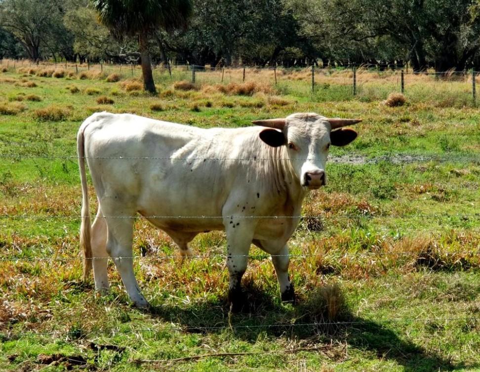 RIVER RANCH SHORES - Land