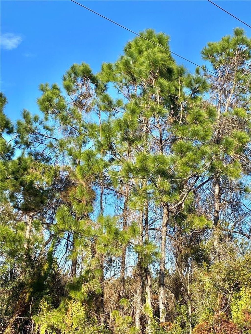 Photo of 6070 E Arbuckle Road, Avon Park, FL 33825 (MLS # L4959994)