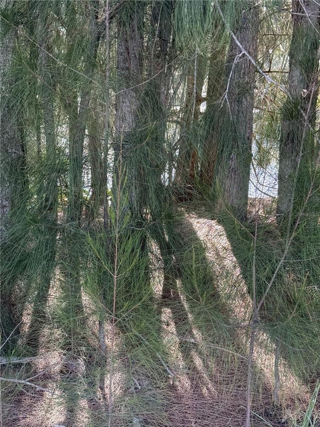 Photo of 0 Jills Lane, Aripeka, FL 34679 (MLS # TB8442907)