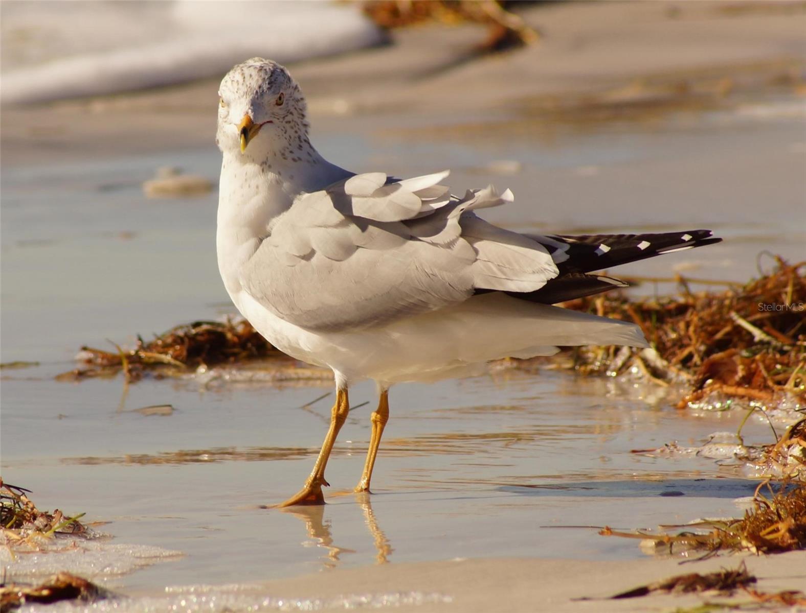 SAND PEBBLE - Residential Lease
