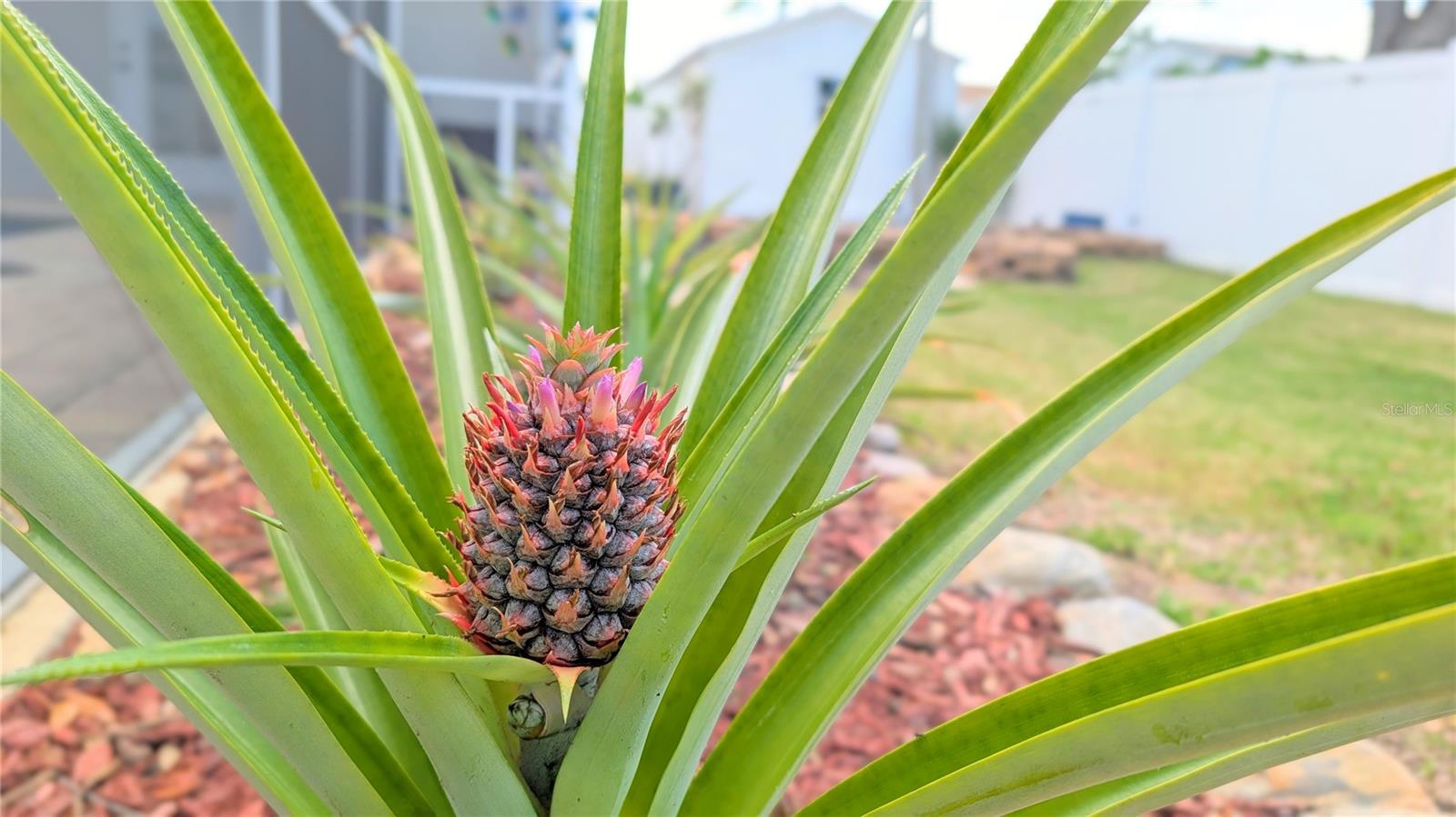 PORT CHARLOTTE SEC 015 - Residential