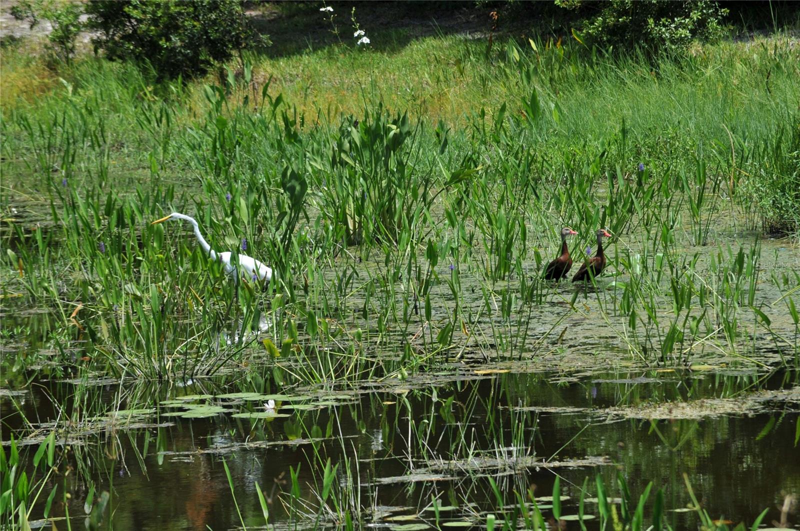 RIVENDELL - Residential