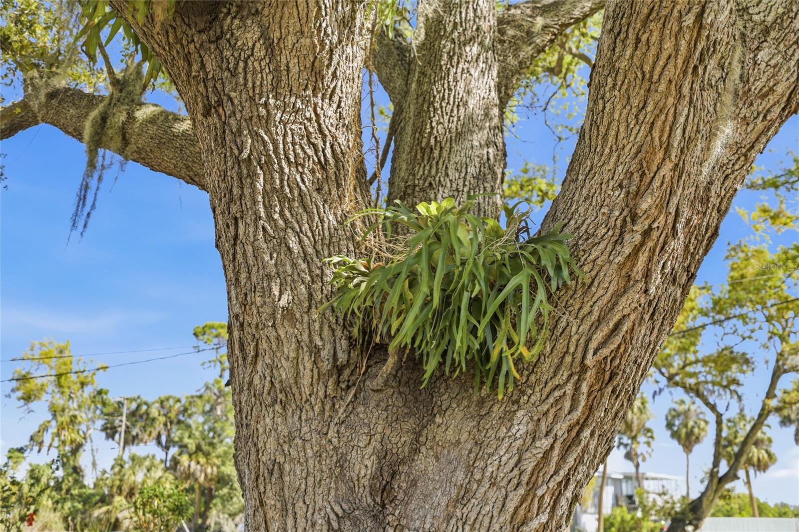 TROPICAL SHORES - Residential