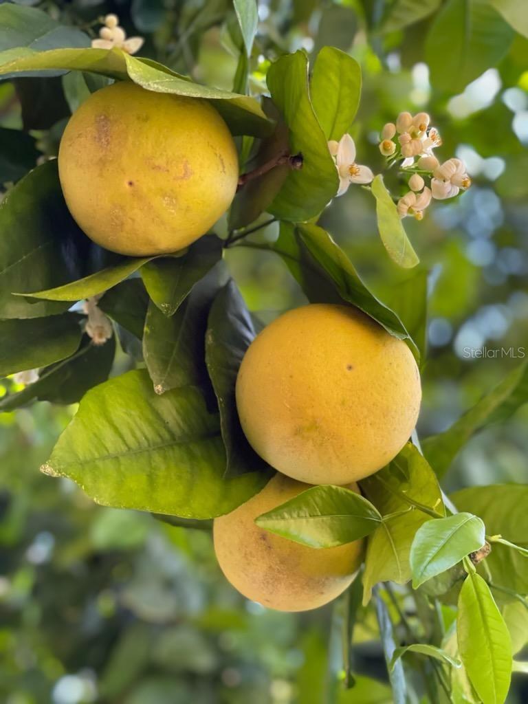 TIMBERWOOD - Residential