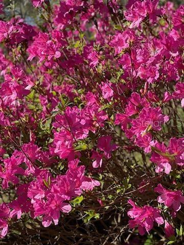 TIMBERWOOD - Residential