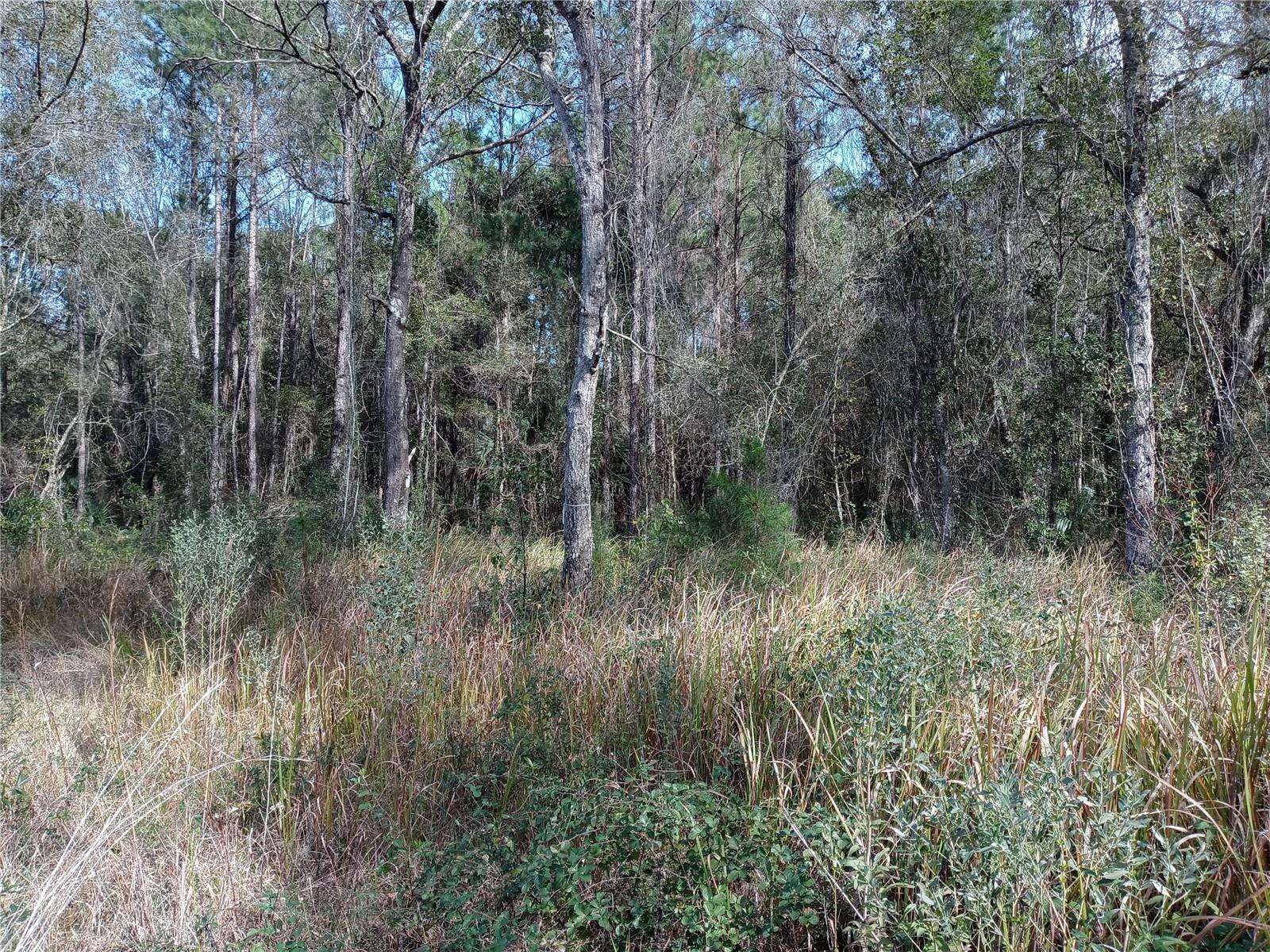 Location, location, location! 5 acres of rural peacefulness located right off of HWY 316, just 1 mile from the heart of Fort McCoy. ZONED A1. Carve out a long driveway among the mature trees and build your dream house or have your brand-new mobile home delivered to this multi-functional property. Only 3 minutes down the road to the local post office, hardware store, dollar store, library and gas station and 15 miles from Silver Springs State Park and Ocala's shopping, dining and entertainment. The interstate is 25 miles away, providing a peaceful country setting without losing the convenience of accessibility.