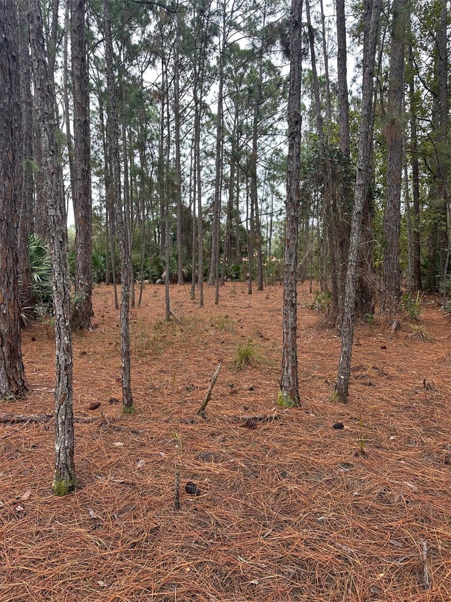 LAKE HARNEY ESTATES 5 ACRE DEV 256 PARCELS - Land