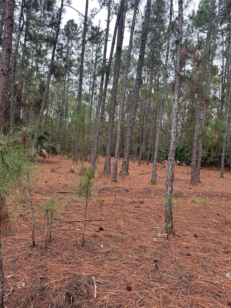 LAKE HARNEY ESTATES 5 ACRE DEV 256 PARCELS - Land