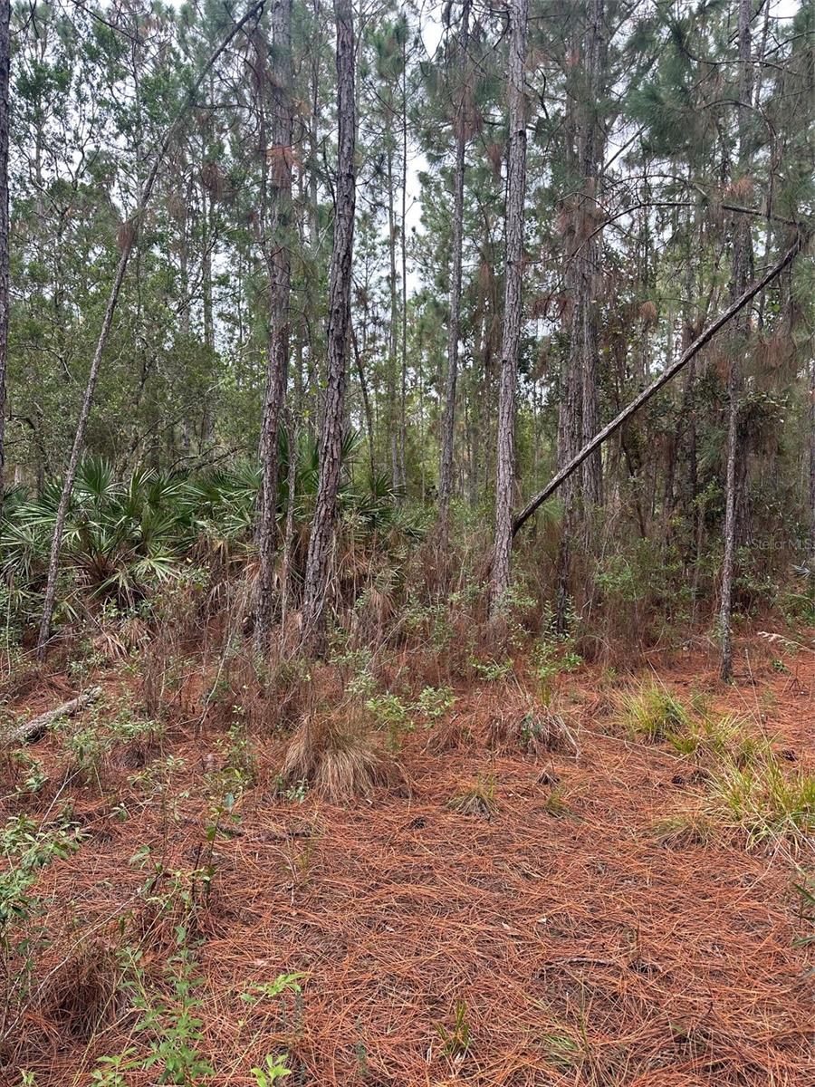 LAKE HARNEY ESTATES 5 ACRE DEV 256 PARCELS - Land