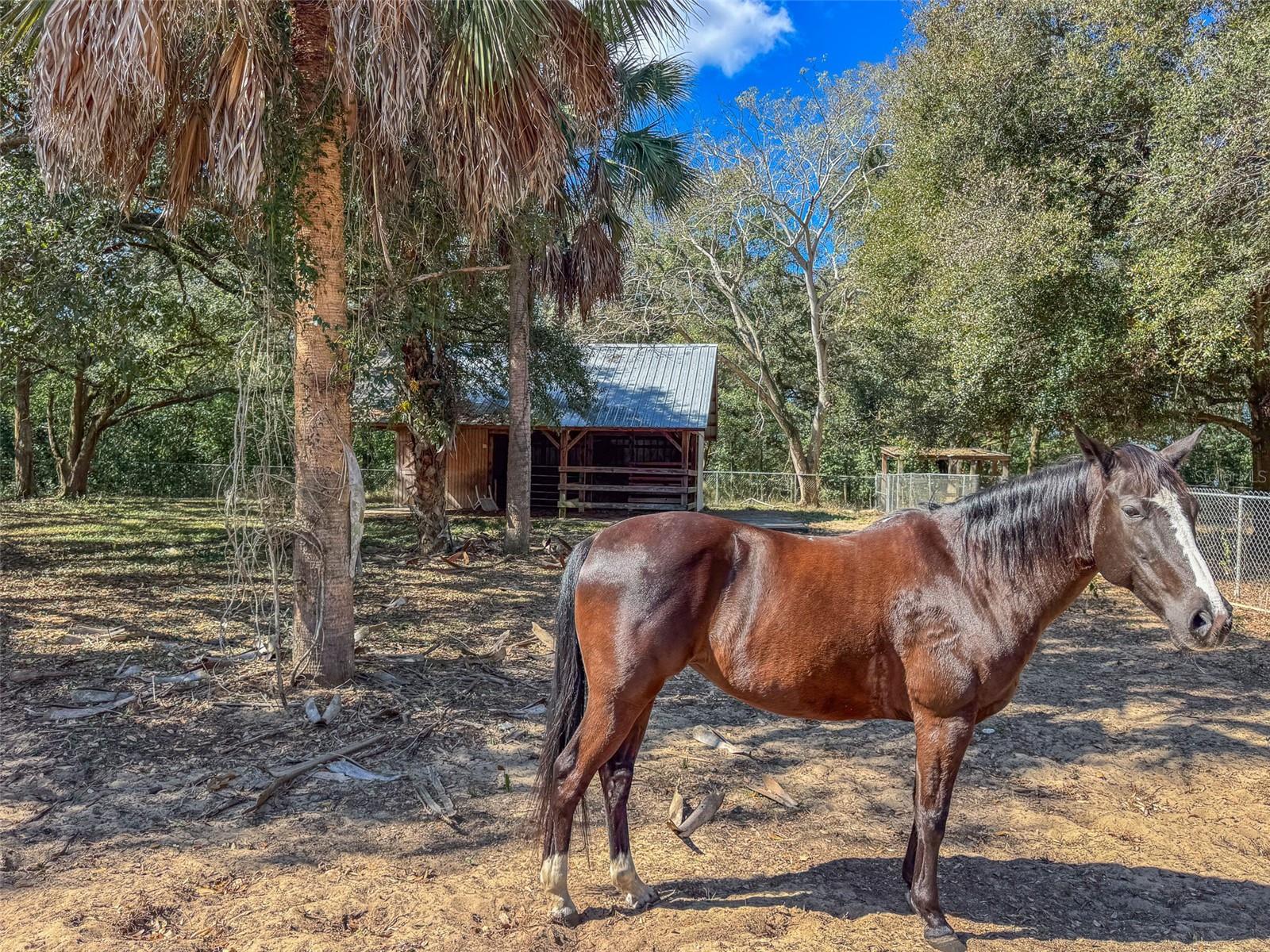 HOWEY W J LAND STARR LAKE - Residential
