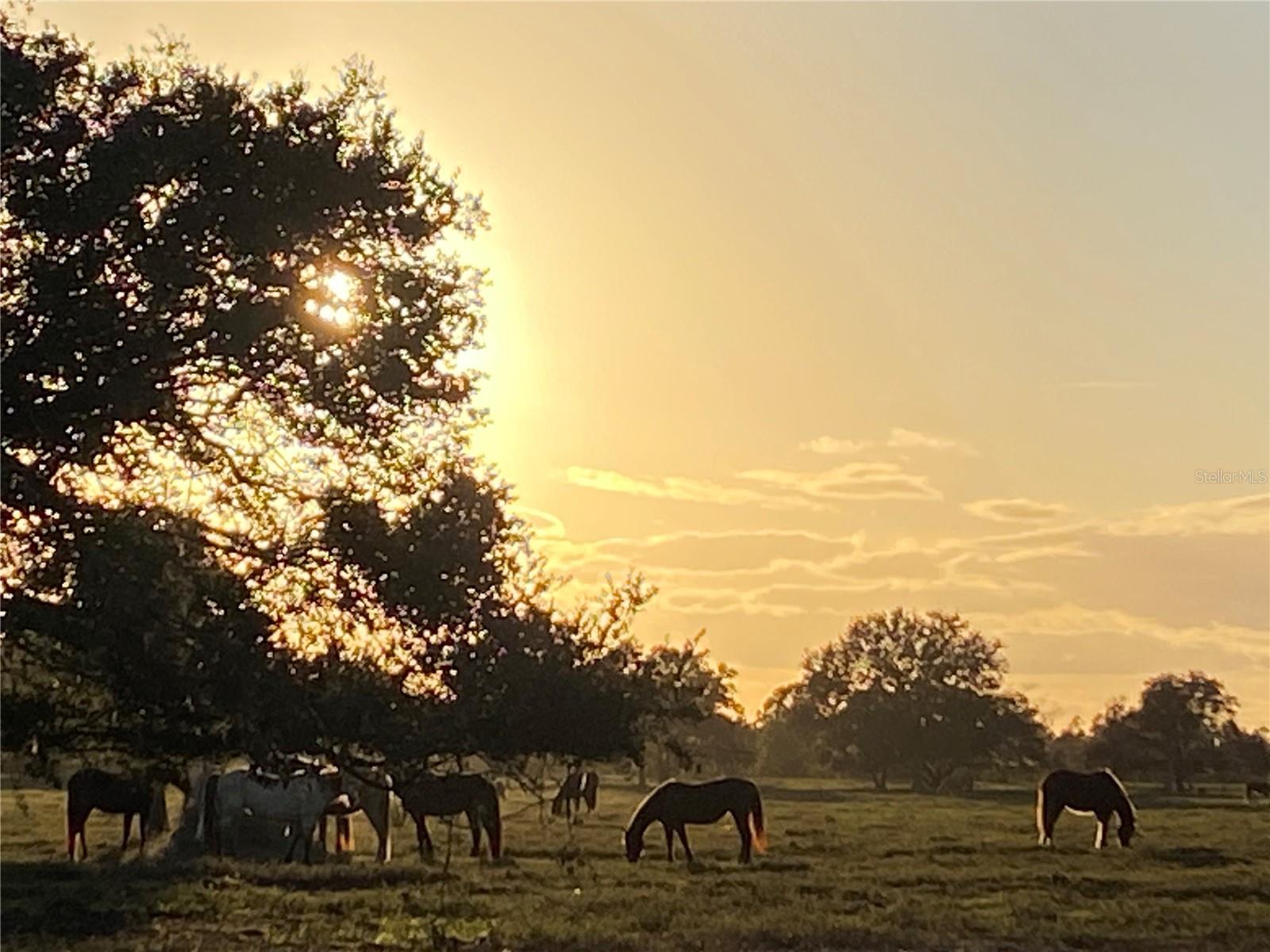 OUTDOOR RESORTS RIVER RANCH RV RESORT PH 03 - Land