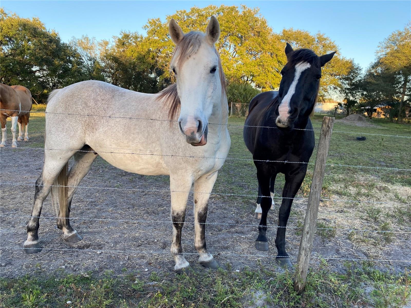 OUTDOOR RESORTS RIVER RANCH RV RESORT PH 03 - Land