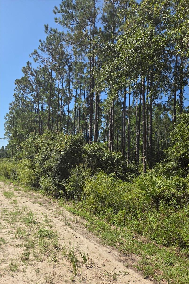 PERRYWELL BRANCH MINI TREE FAR - Land