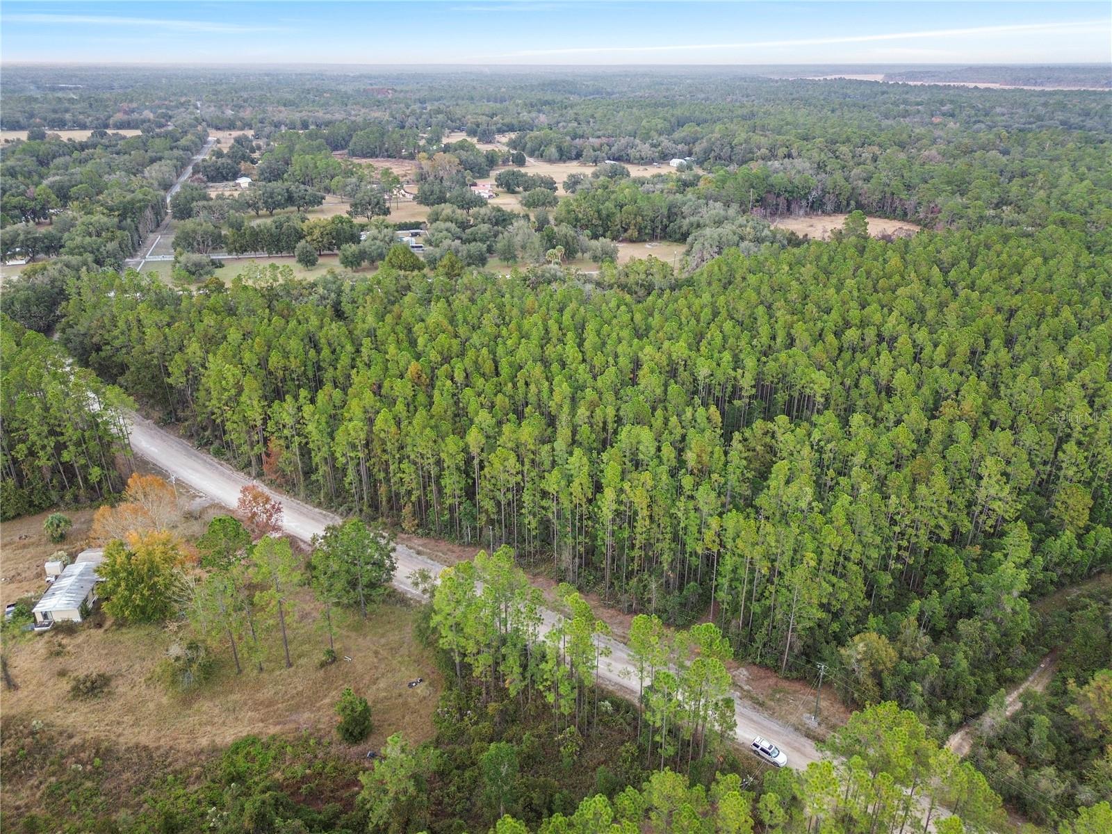 PERRYWELL BRANCH MINI TREE FAR - Land