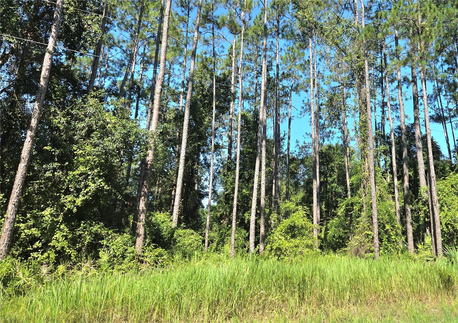 PERRYWELL BRANCH MINI TREE FAR - Land