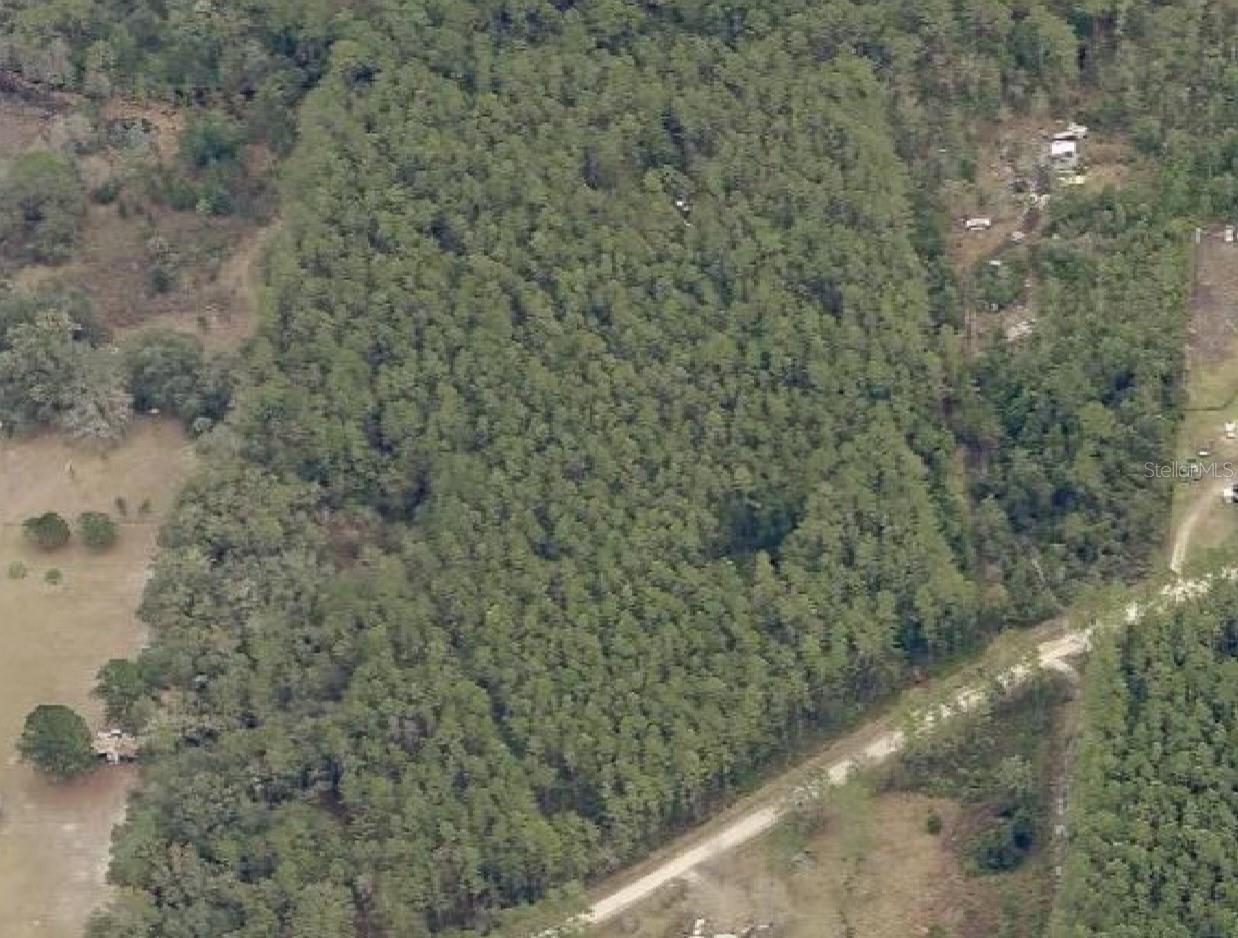 PERRYWELL BRANCH MINI TREE FAR - Land