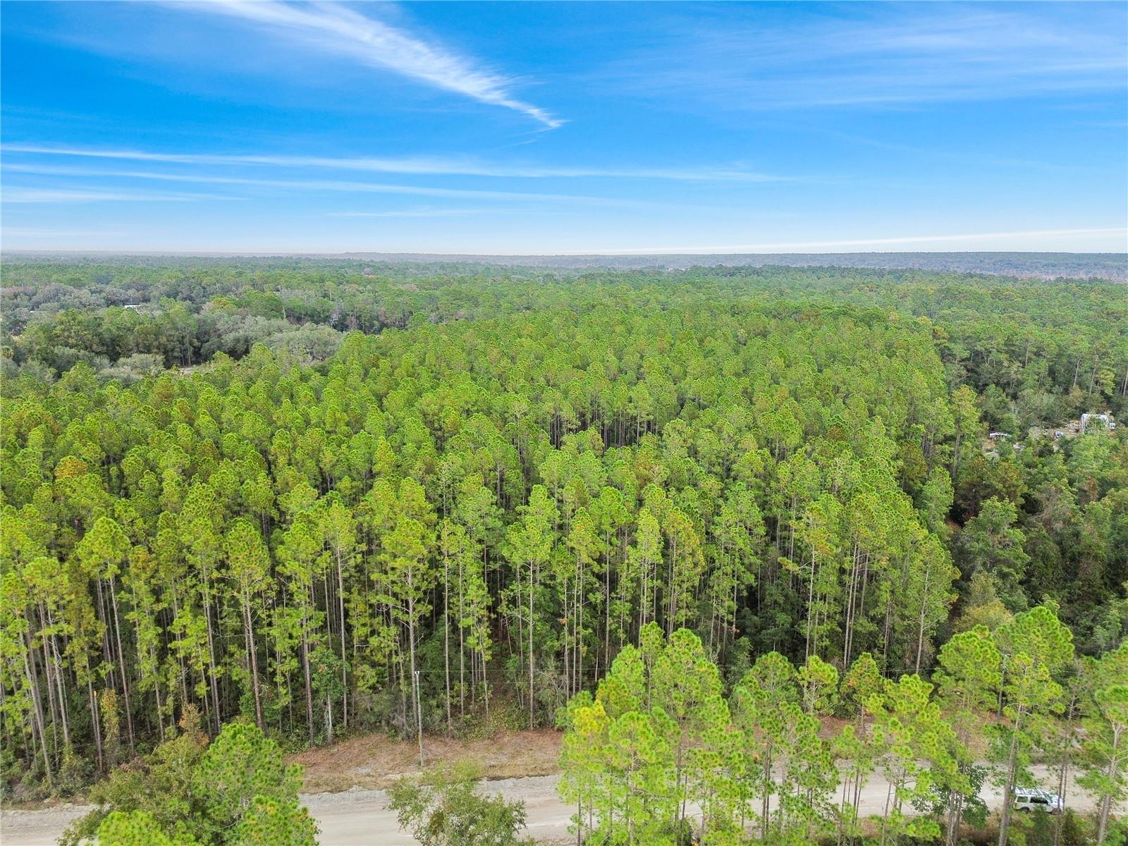 PERRYWELL BRANCH MINI TREE FAR - Land