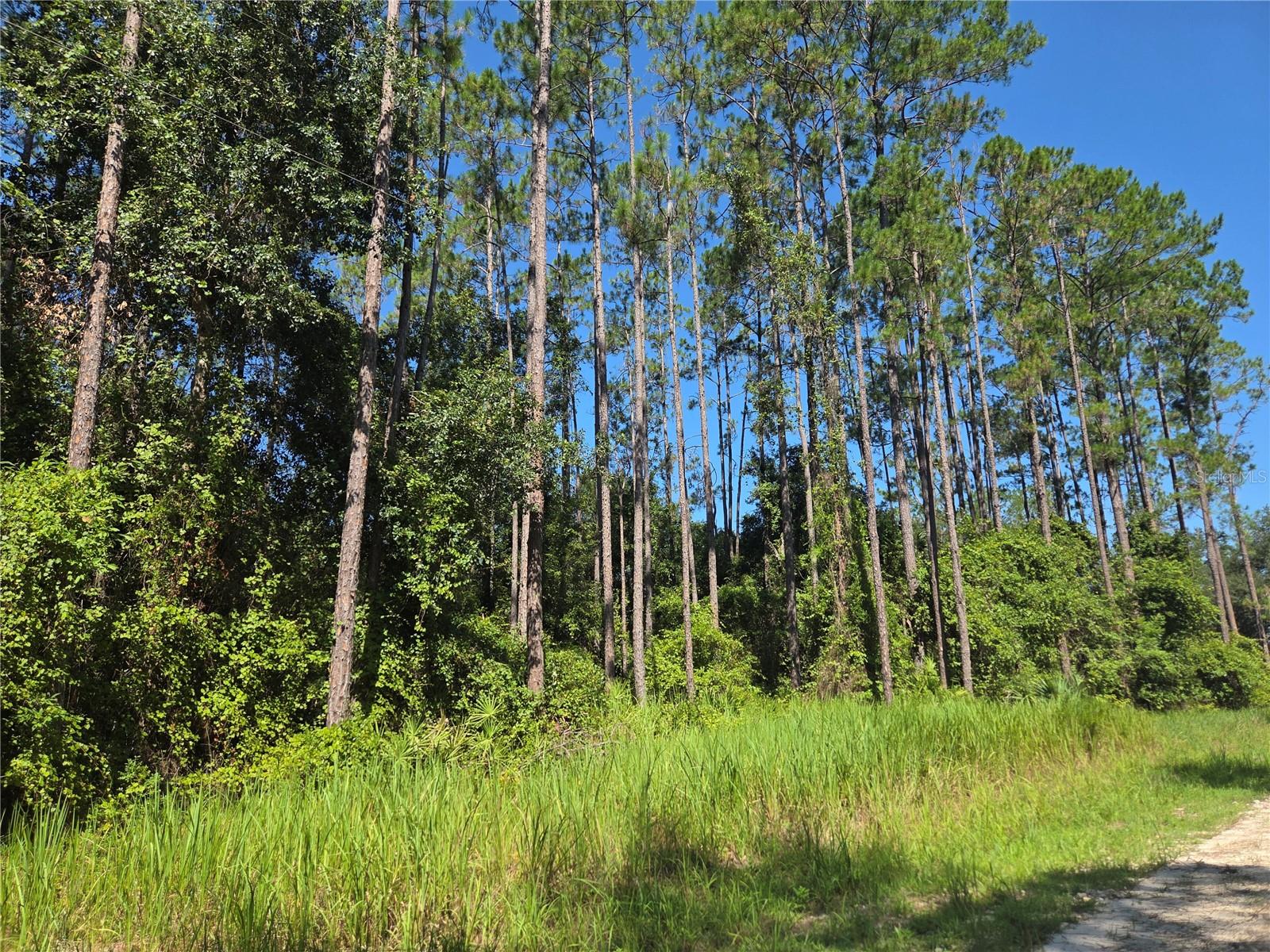 PERRYWELL BRANCH MINI TREE FAR - Land