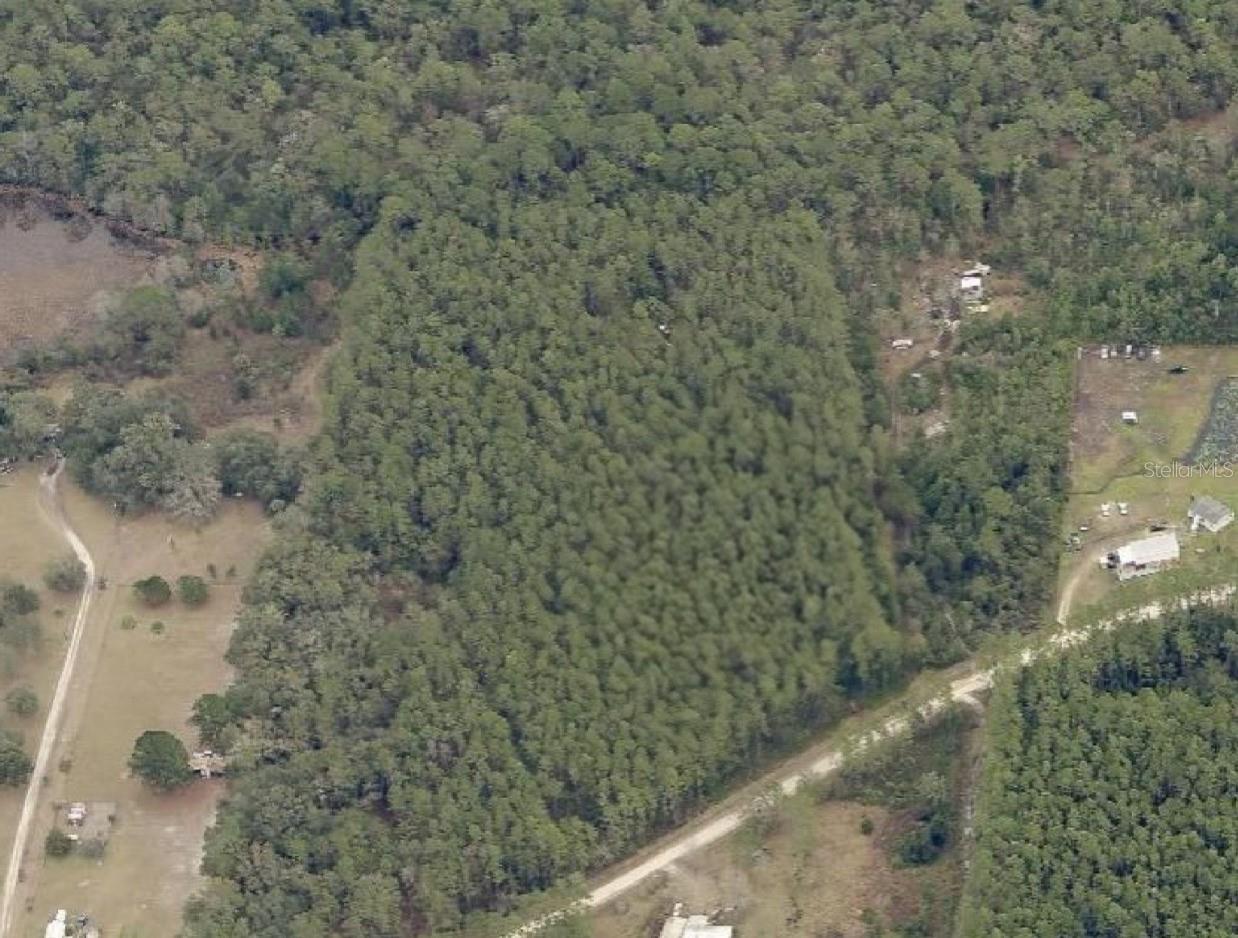 PERRYWELL BRANCH MINI TREE FAR - Land