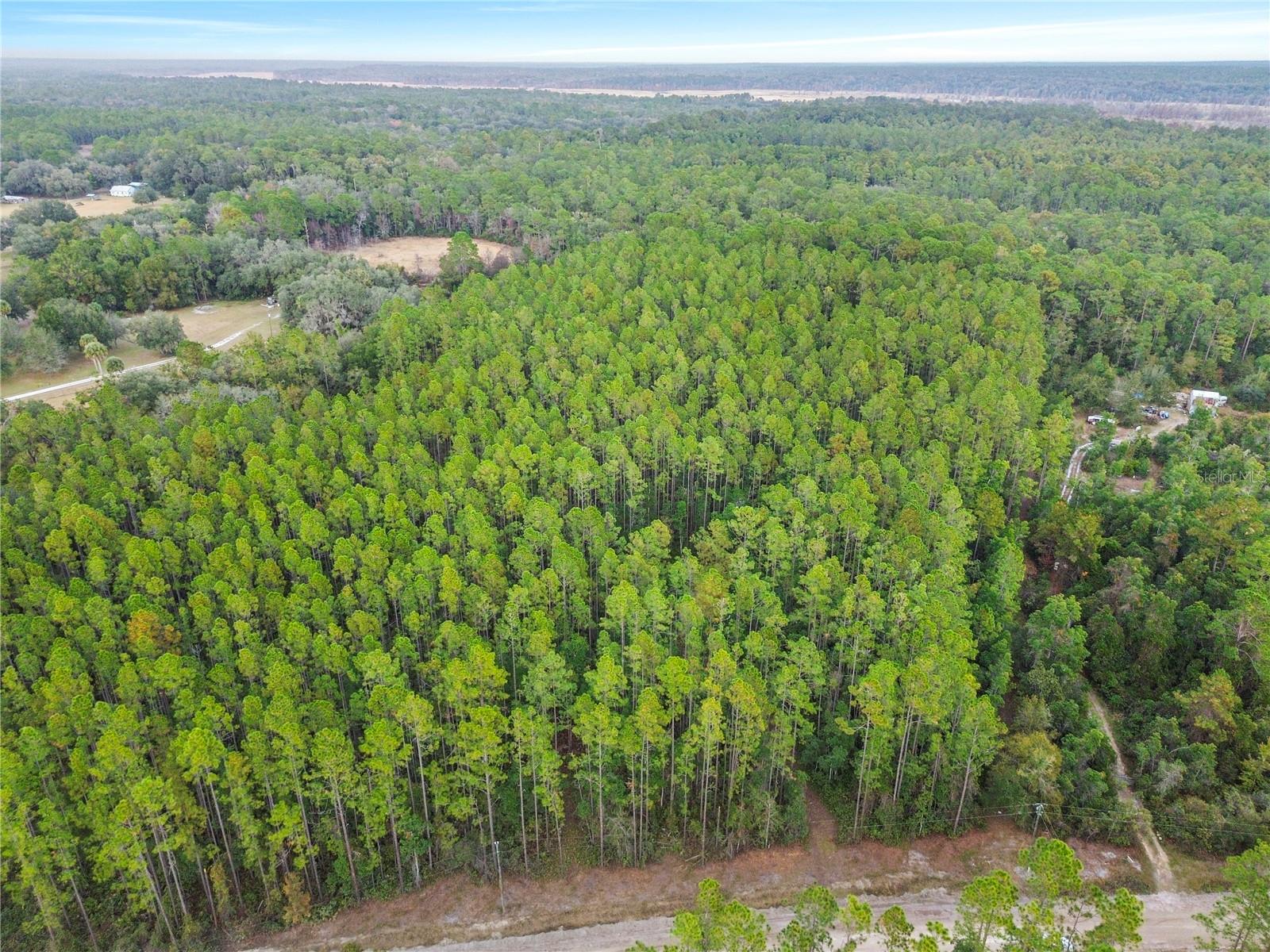 PERRYWELL BRANCH MINI TREE FAR - Land