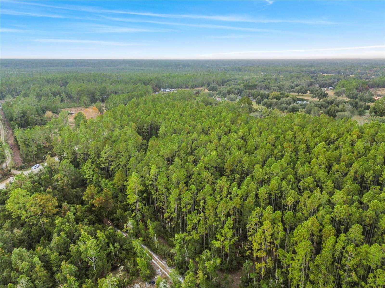 PERRYWELL BRANCH MINI TREE FAR - Land