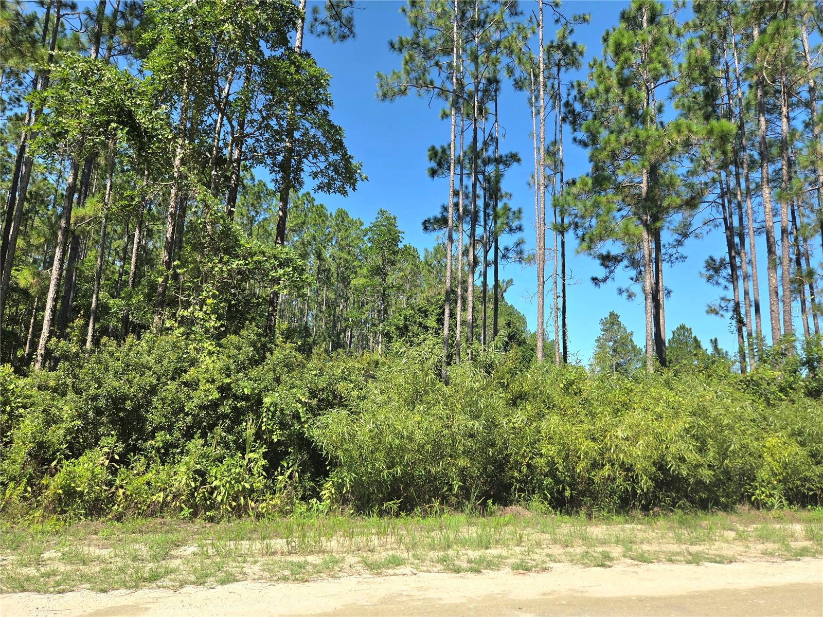 PERRYWELL BRANCH MINI TREE FAR - Land