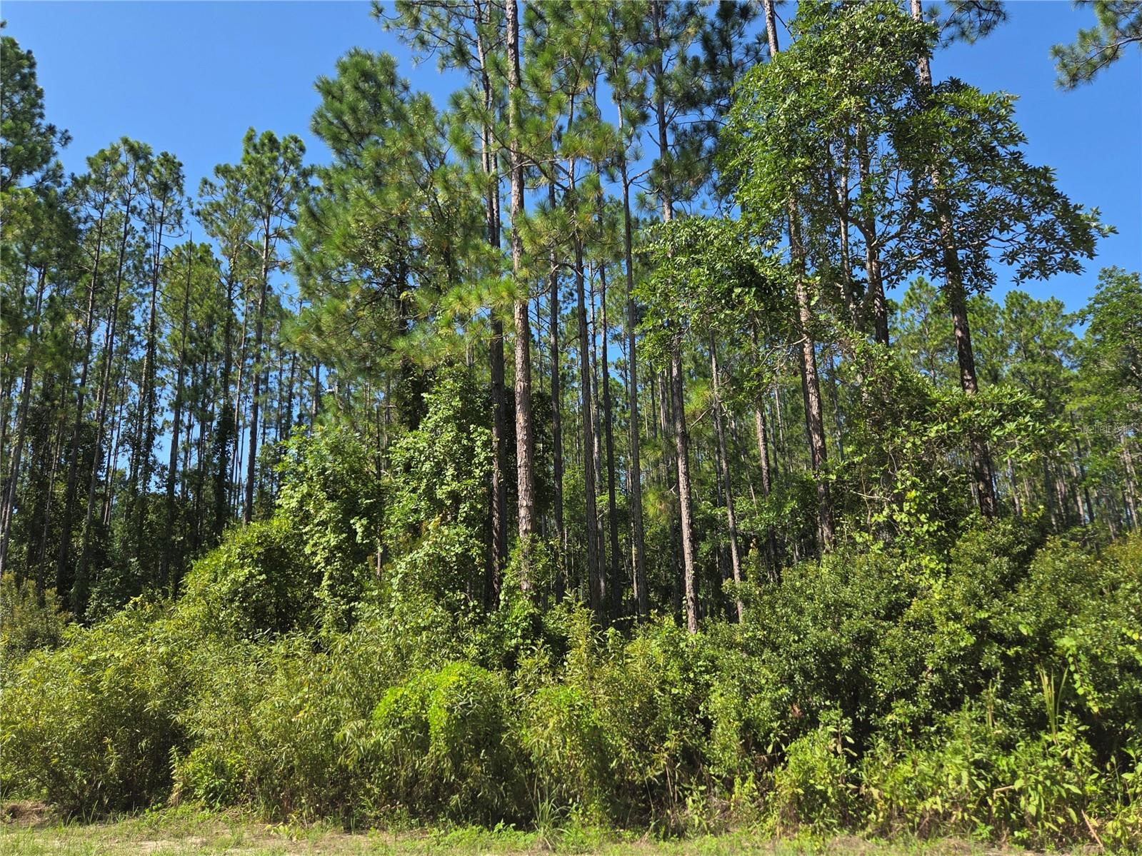 PERRYWELL BRANCH MINI TREE FAR - Land