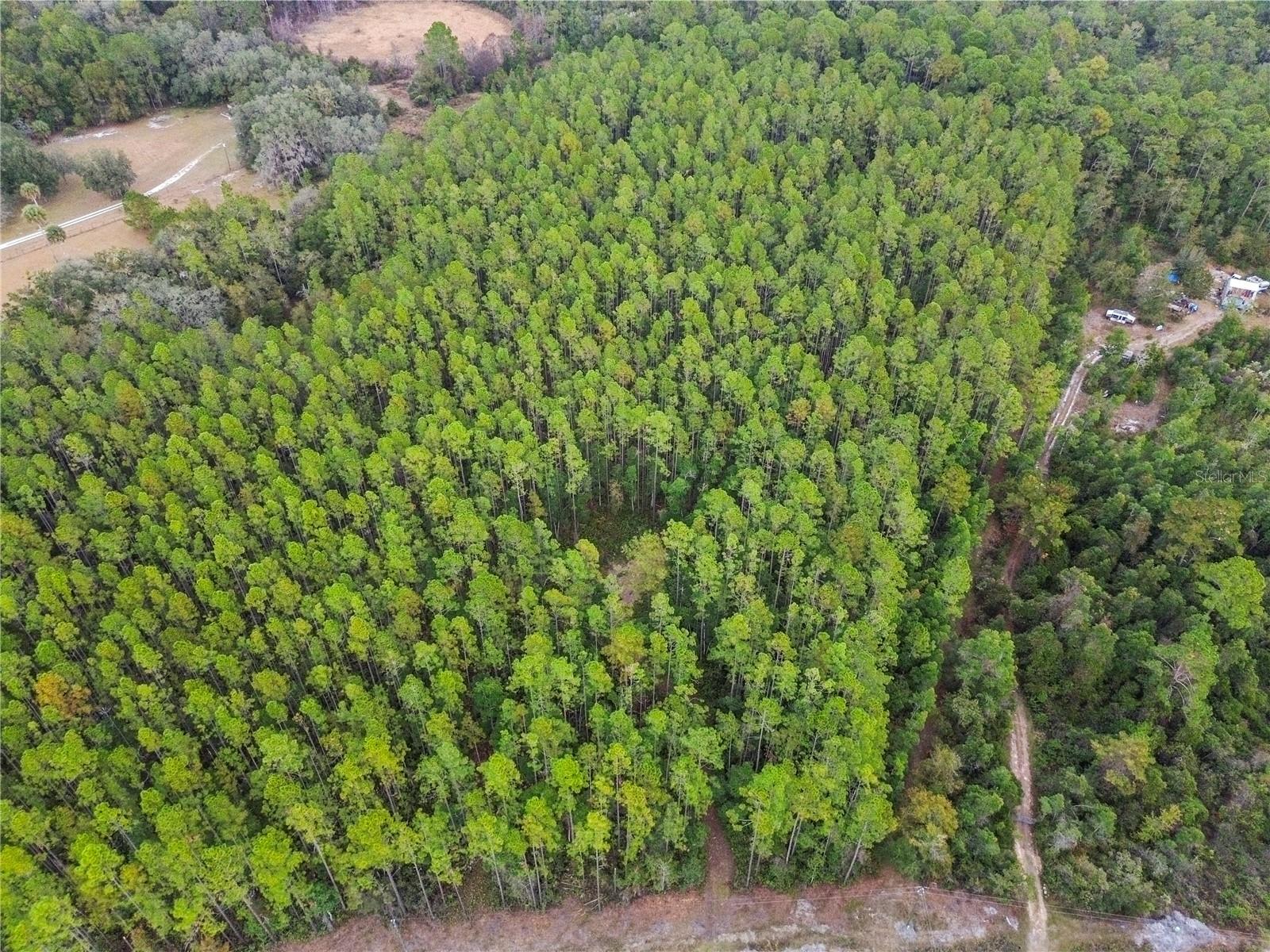 PERRYWELL BRANCH MINI TREE FAR - Land