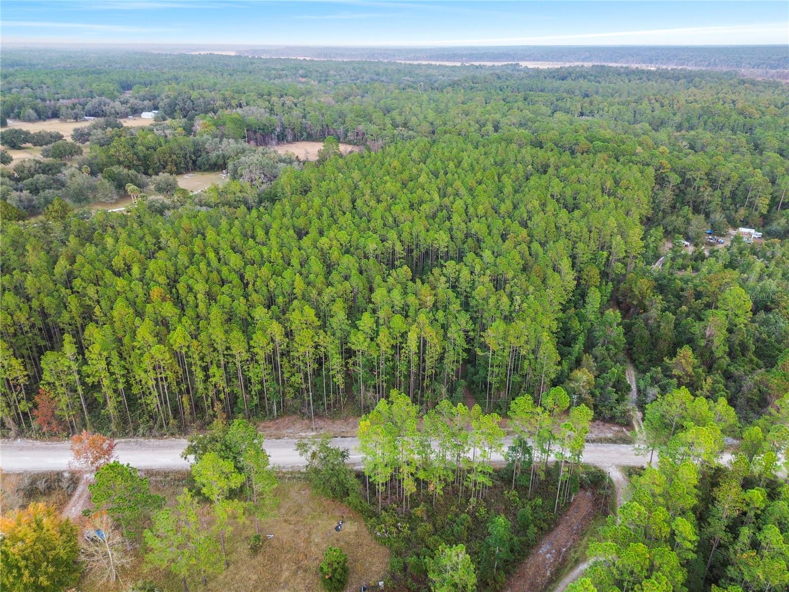 PERRYWELL BRANCH MINI TREE FAR - Land