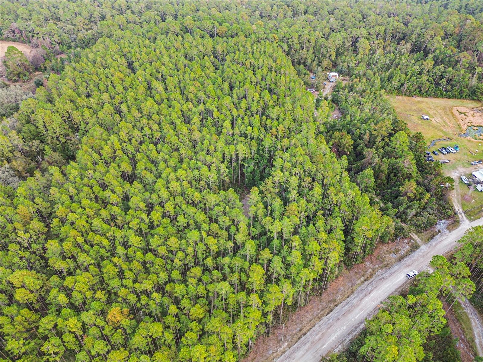 PERRYWELL BRANCH MINI TREE FAR - Land