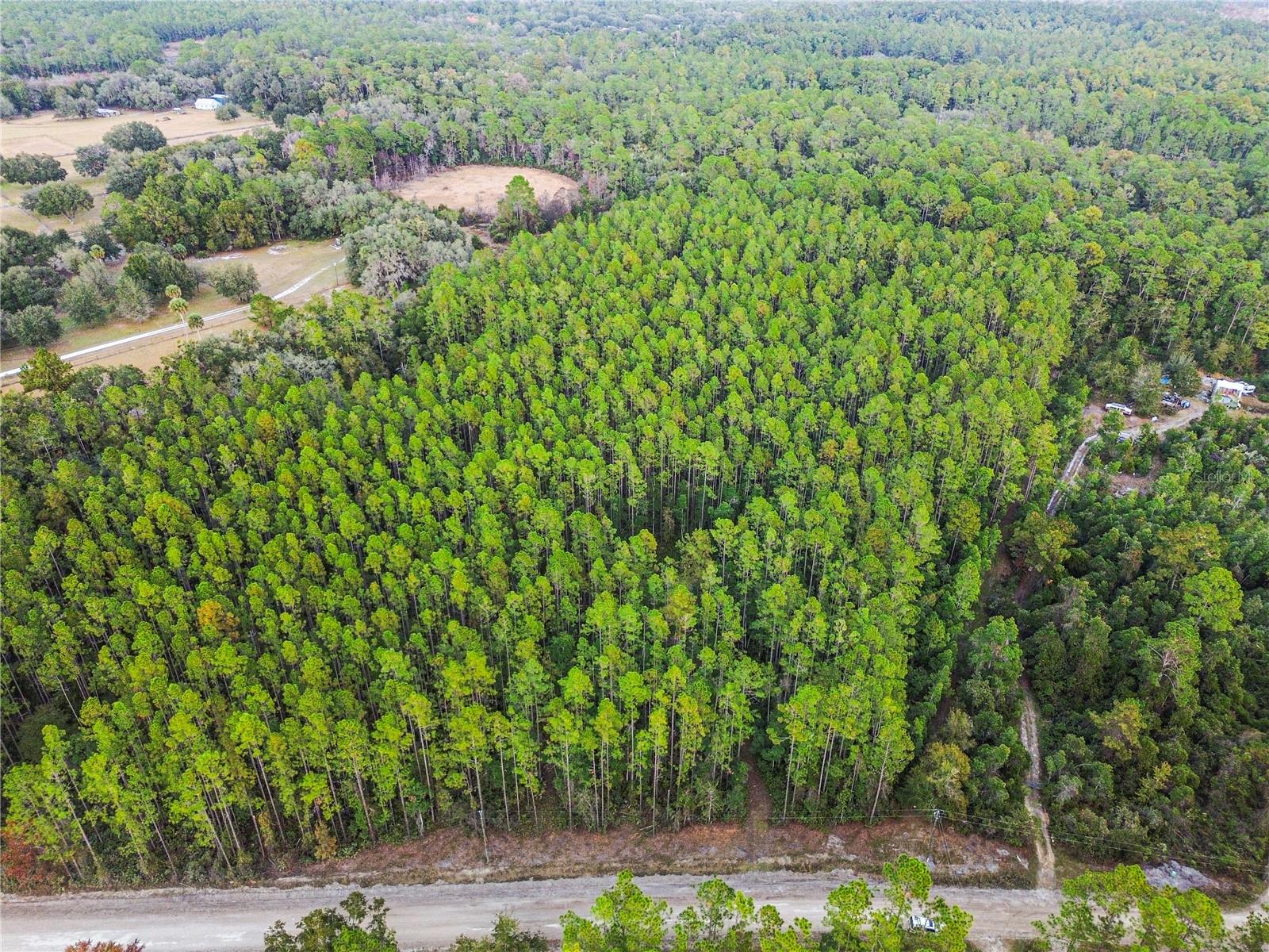 PERRYWELL BRANCH MINI TREE FAR - Land