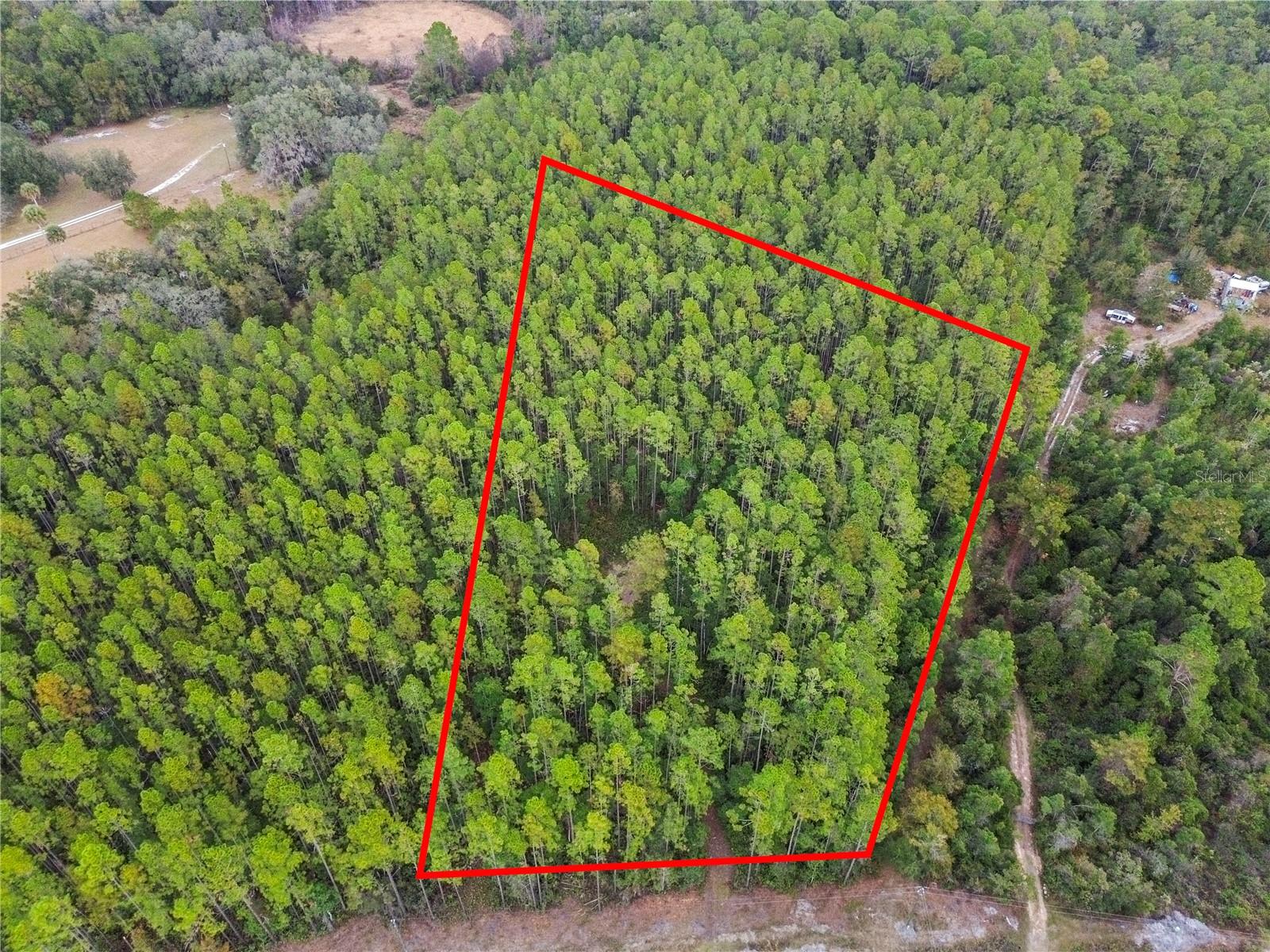 PERRYWELL BRANCH MINI TREE FAR - Land