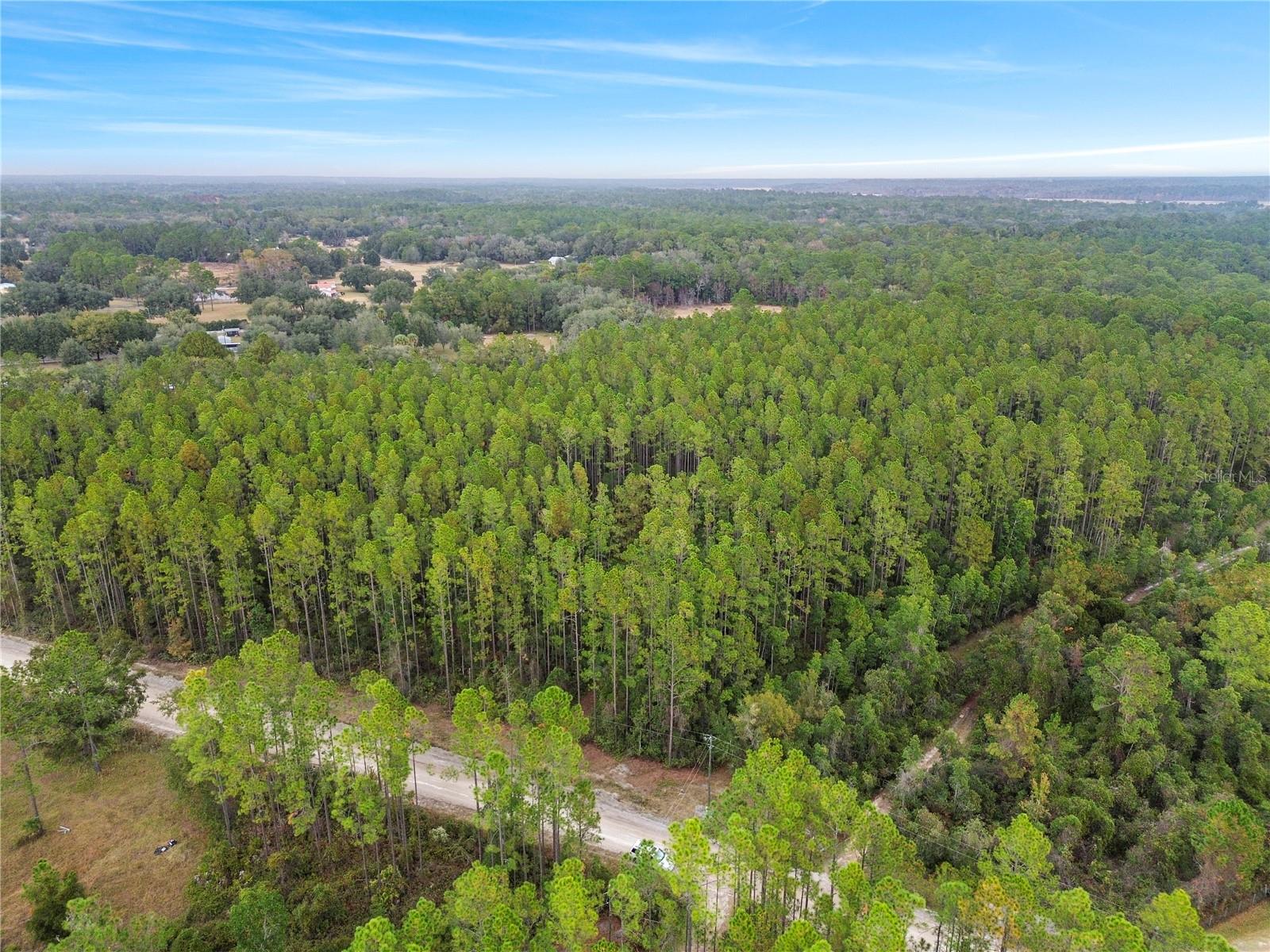 PERRYWELL BRANCH MINI TREE FAR - Land