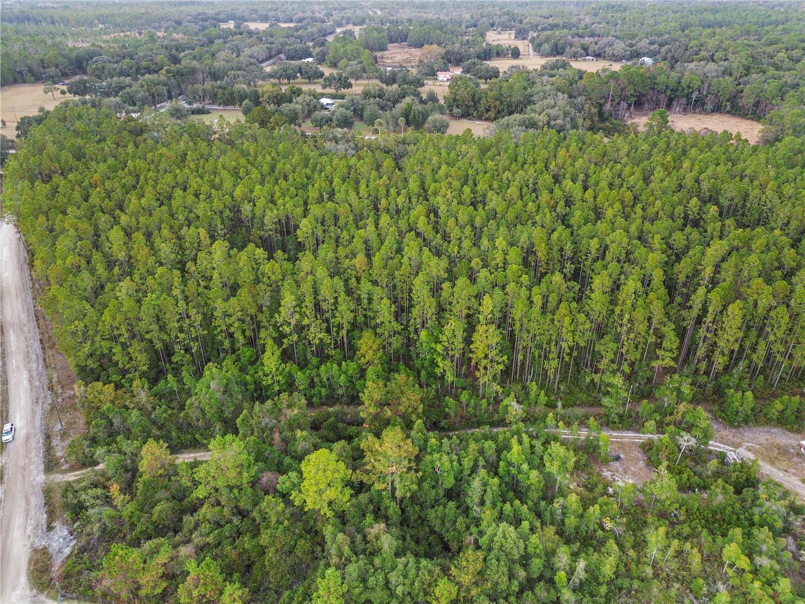 PERRYWELL BRANCH MINI TREE FAR - Land