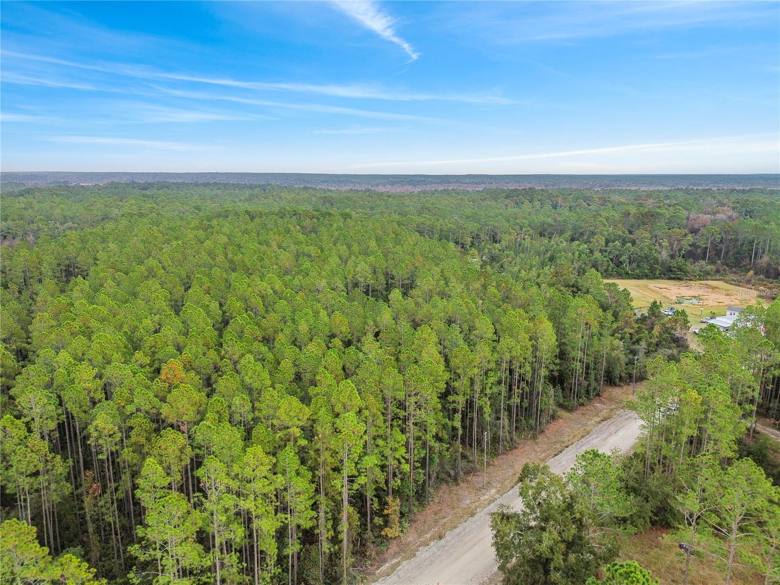 PERRYWELL BRANCH MINI TREE FAR - Land