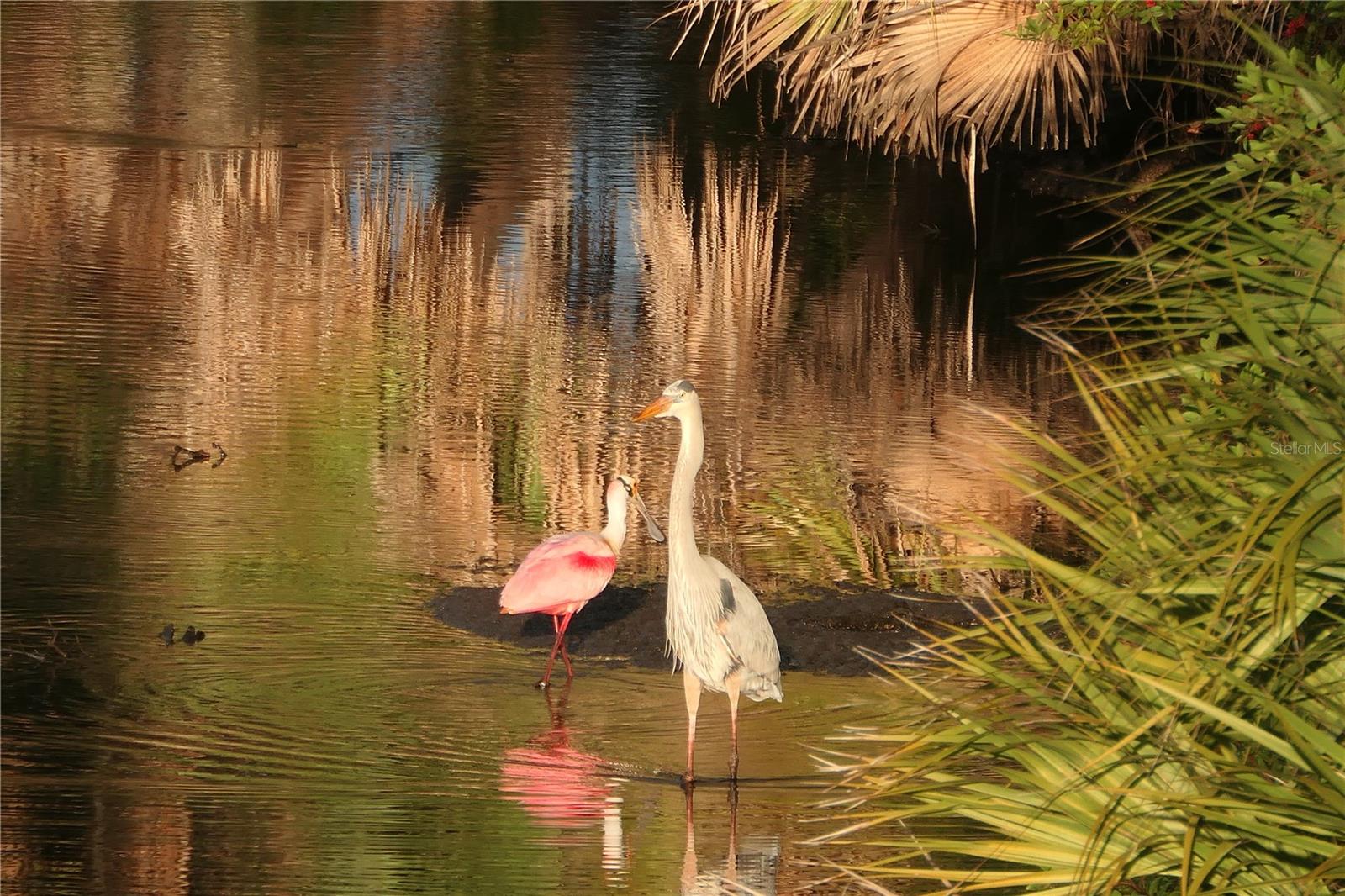 SAWGRASS - Residential