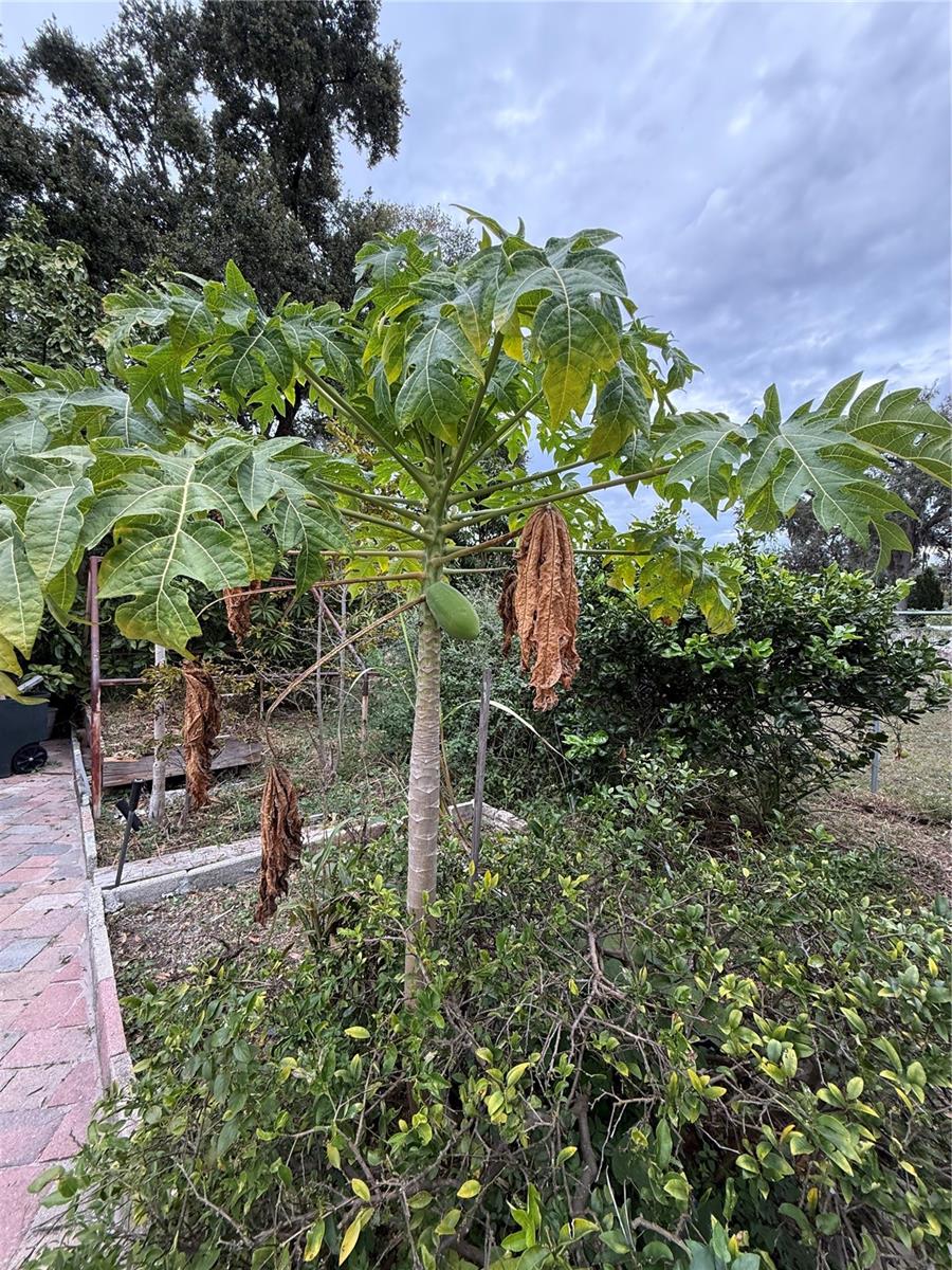 LYNWOOD - Residential