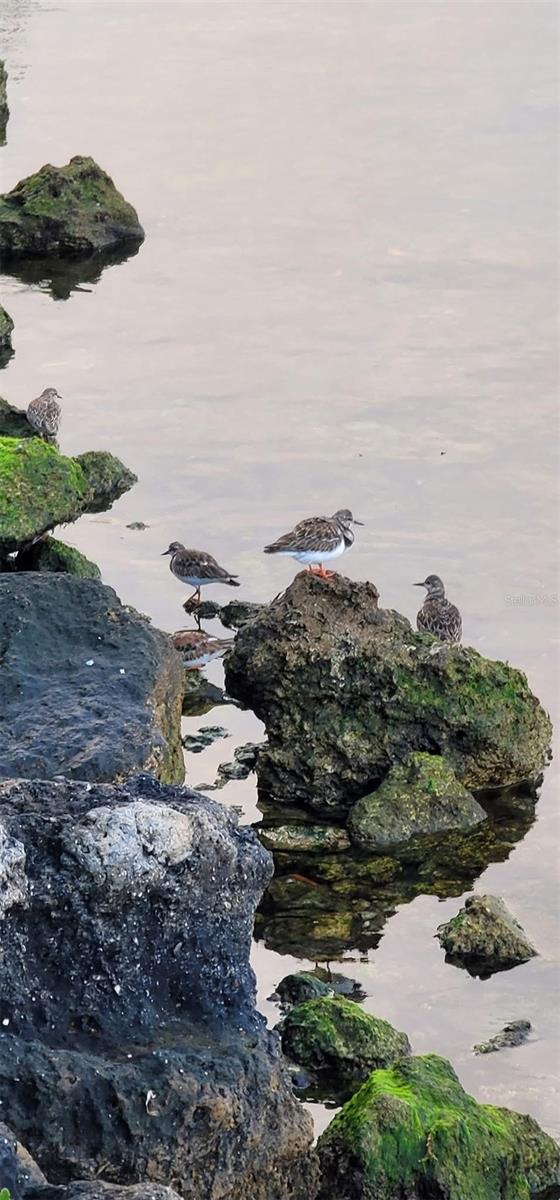GULF ISLAND BEACH &  TENNIS CLUB II - Residential