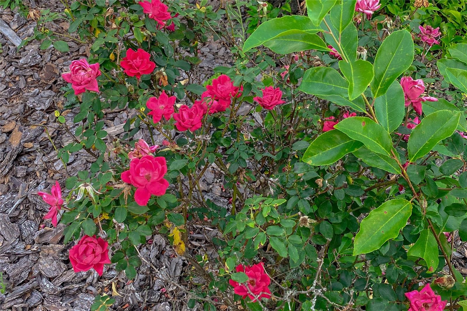 NEWBERRY OAKS - Residential