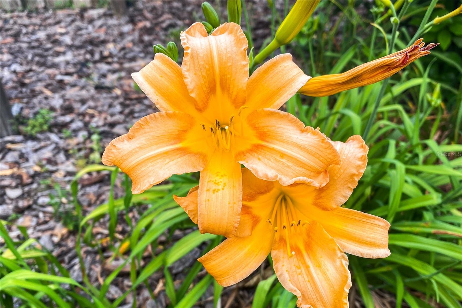 NEWBERRY OAKS - Residential