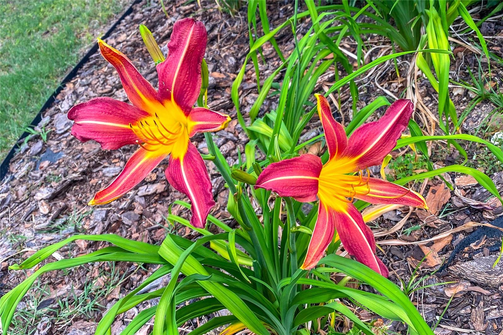 NEWBERRY OAKS - Residential