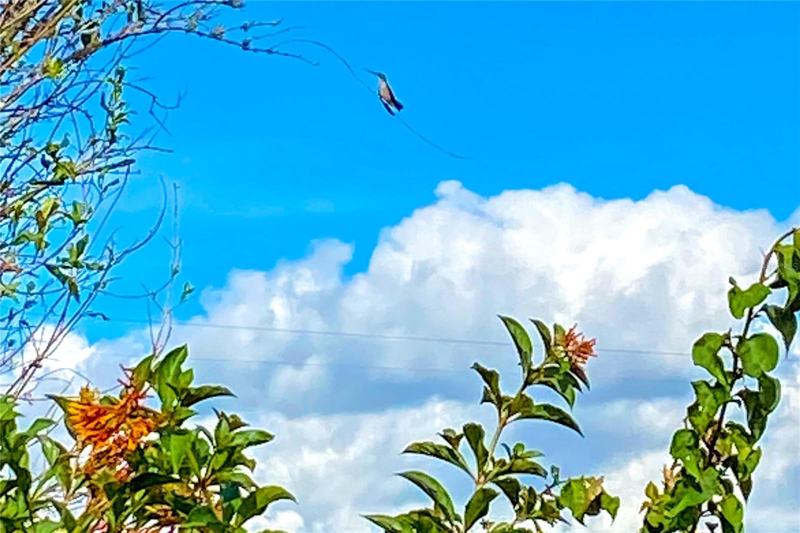 NEWBERRY OAKS - Residential