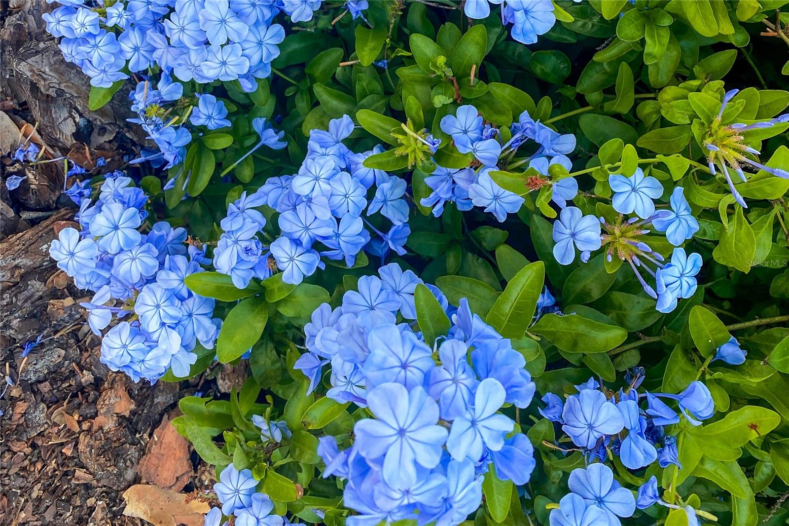 NEWBERRY OAKS - Residential