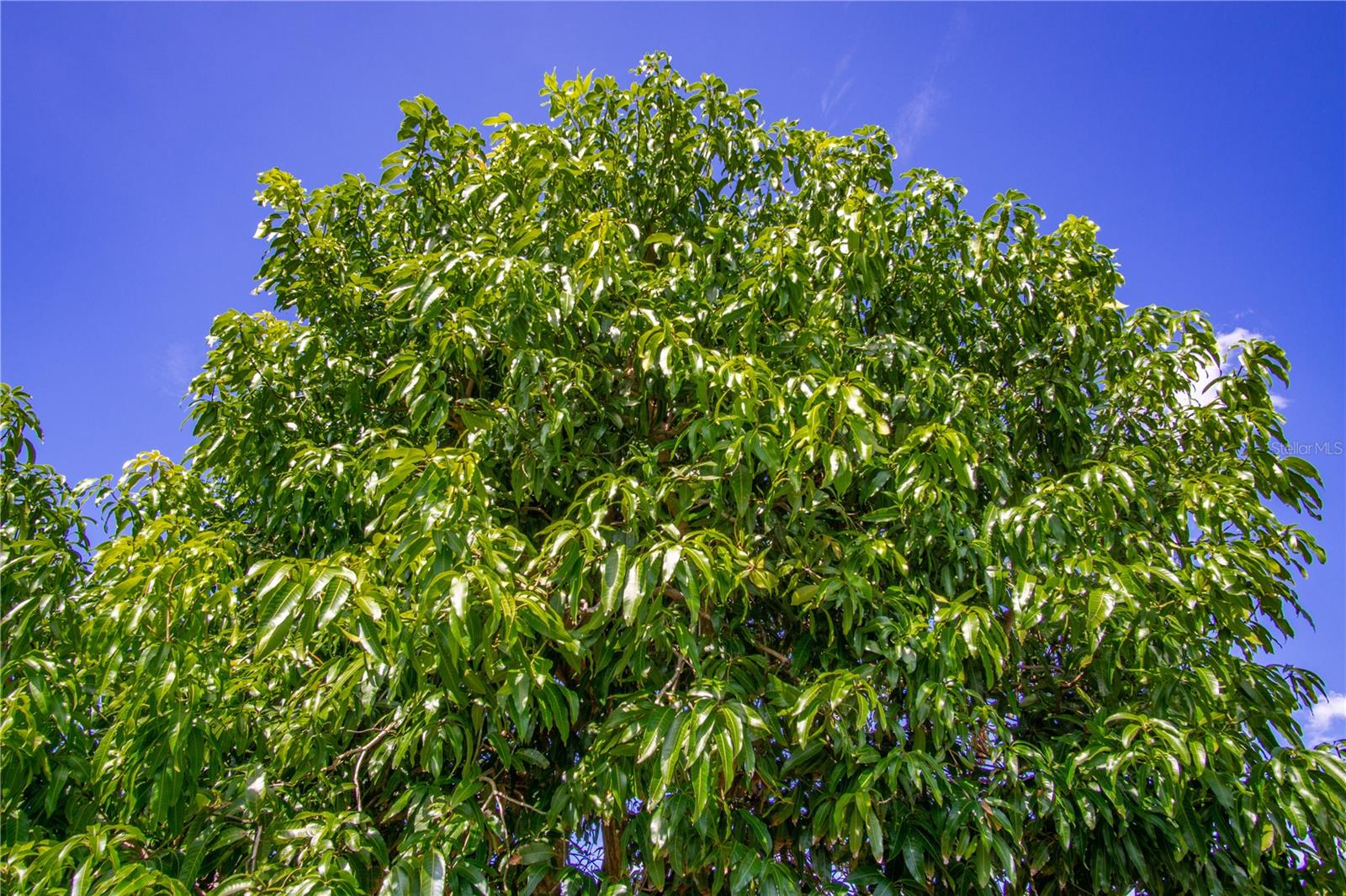 VILLAGE GREEN OF BRADENTON - Residential