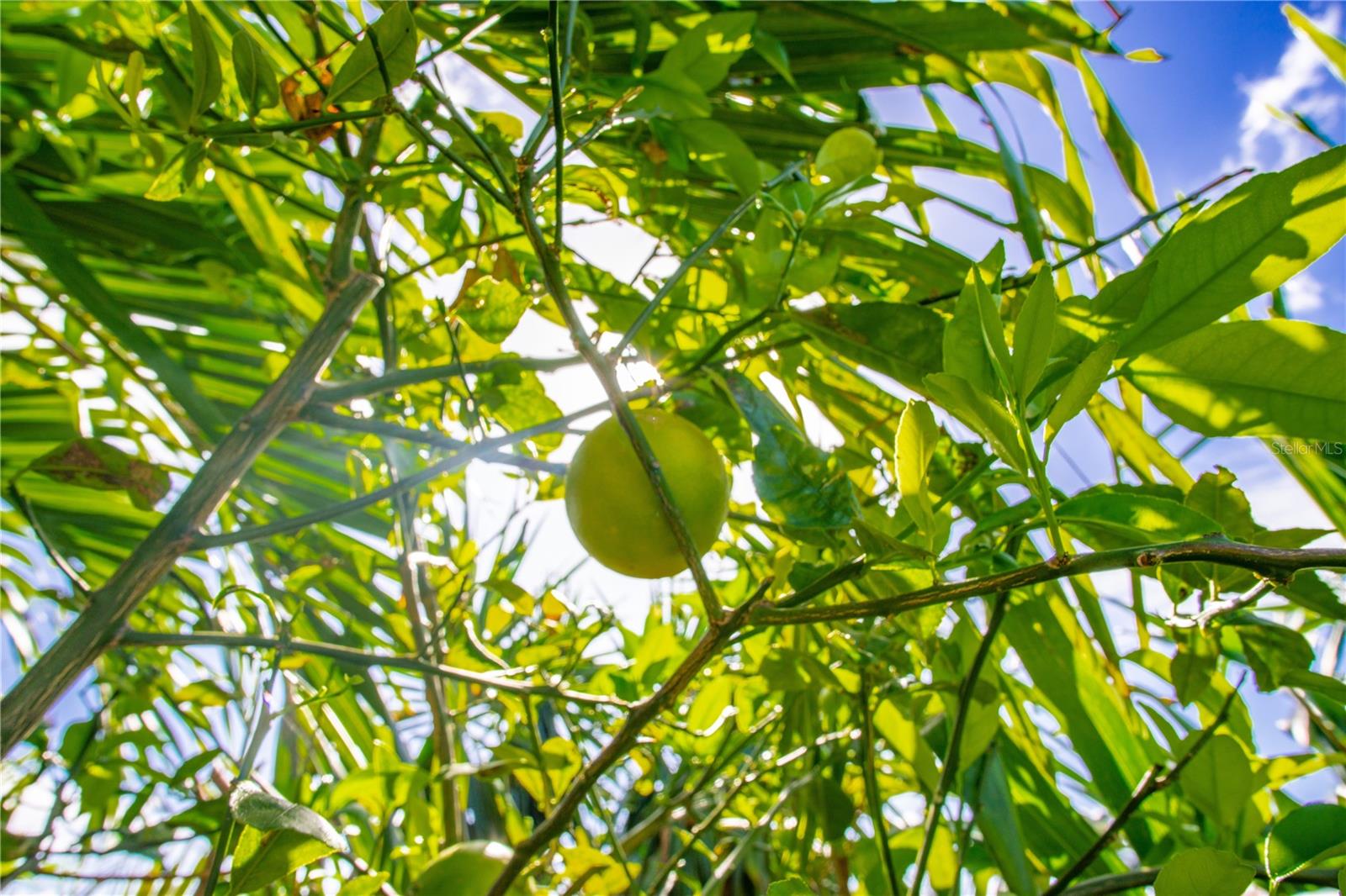 VILLAGE GREEN OF BRADENTON - Residential