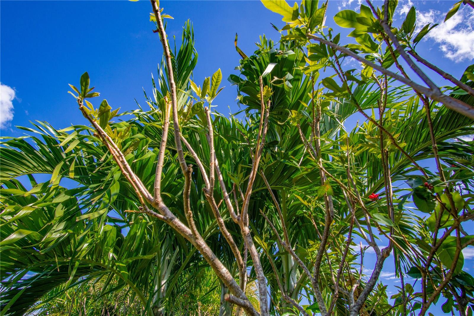 VILLAGE GREEN OF BRADENTON - Residential