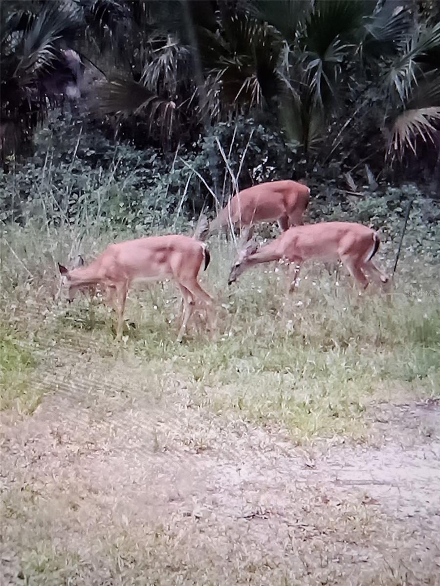 UNPLATTED - Residential