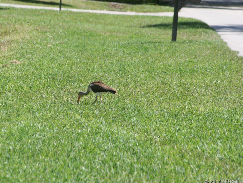 Florida Shores 01 - Land